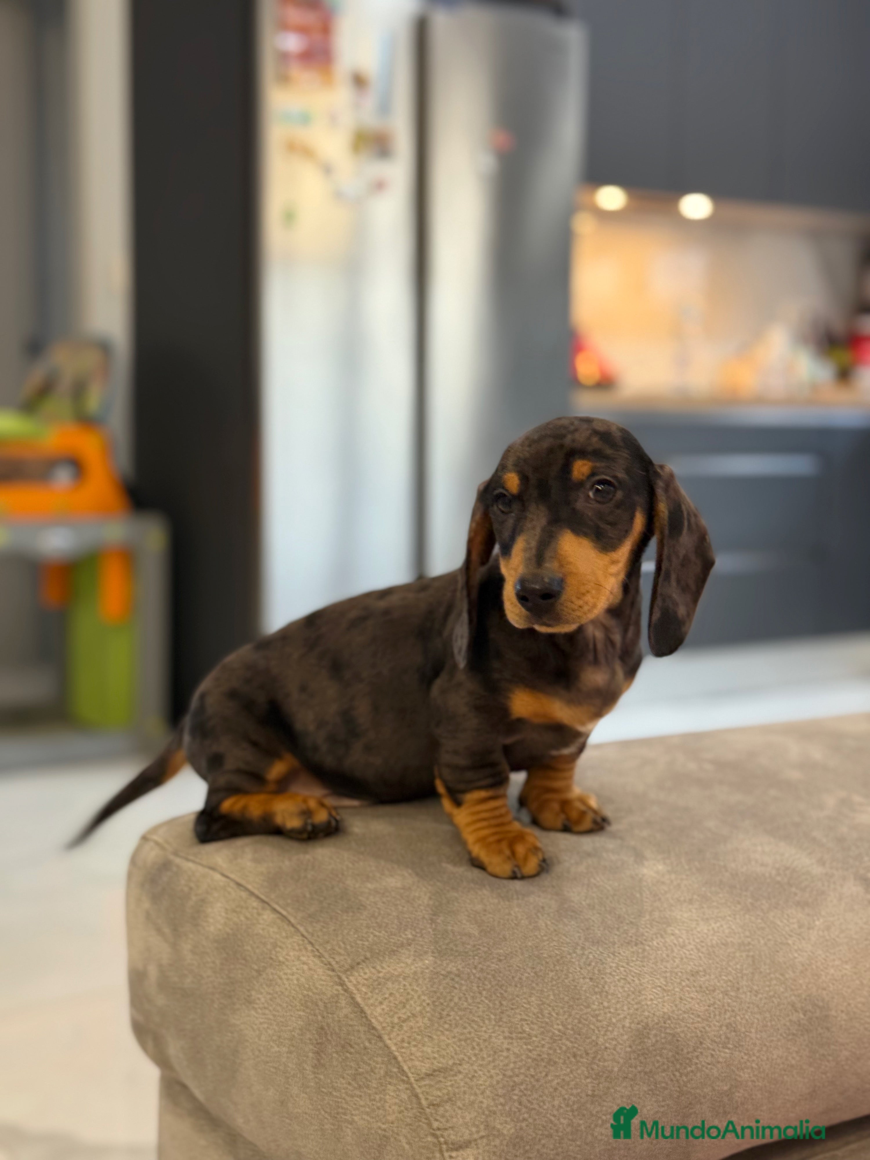 Teckel Miniatura perros Teckel kanichen macho arlequín plata - Anuncio 17