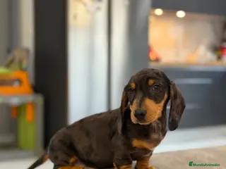 Teckel Miniatura perros Teckel kanichen macho arlequín plata - Anuncio 34