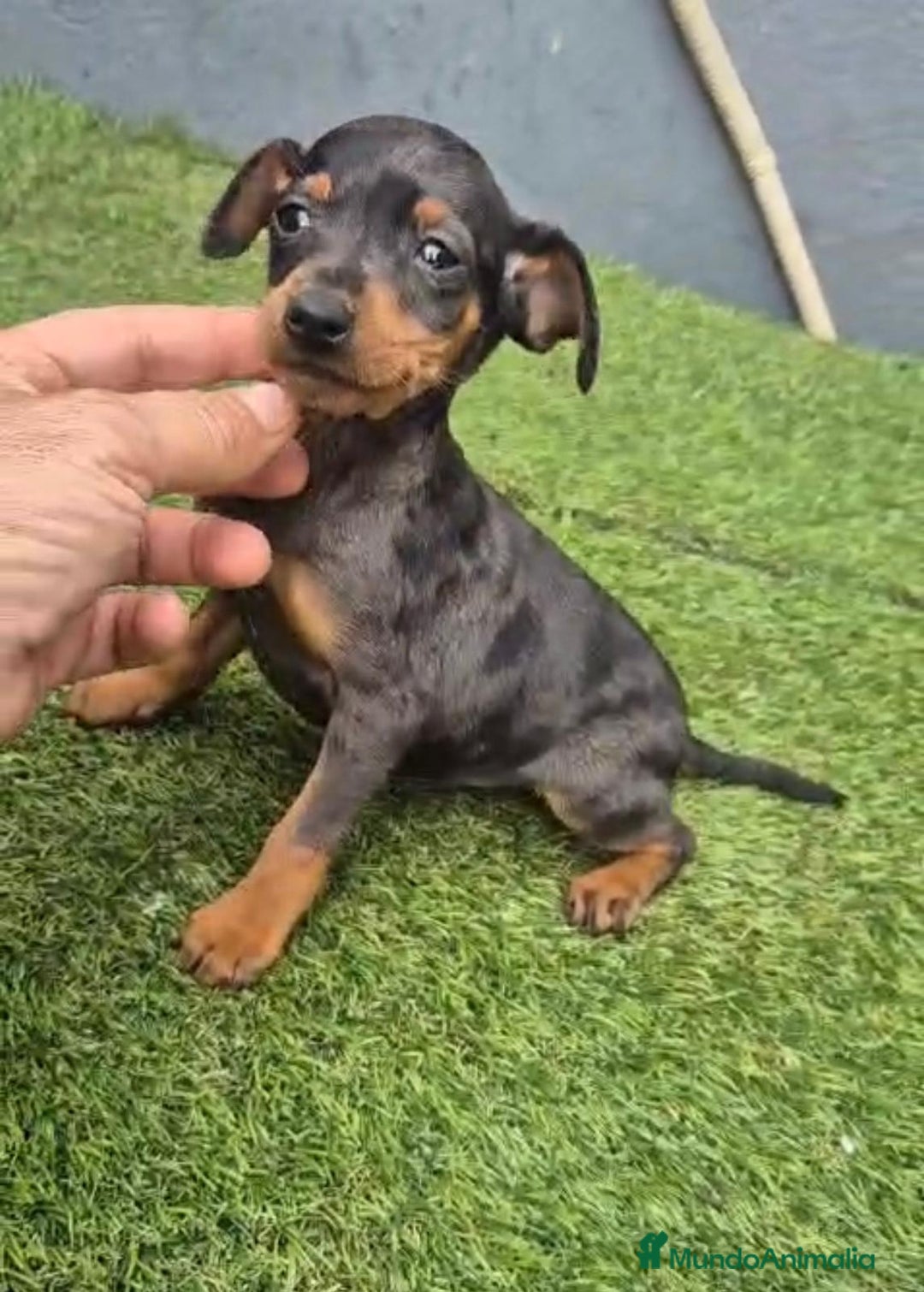 Pinscher Miniatura perros en venta: Pinscher miniatura merle - Anuncio 6