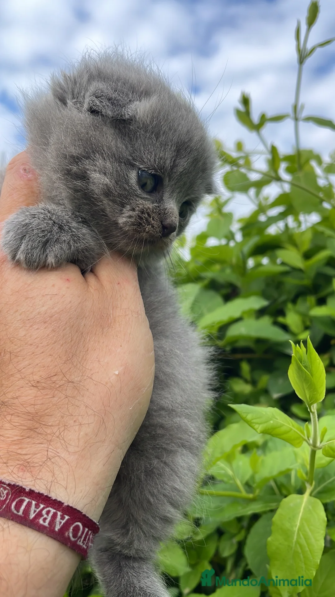 Scottish Fold gatos en venta: Scottish fold - Anuncio 2
