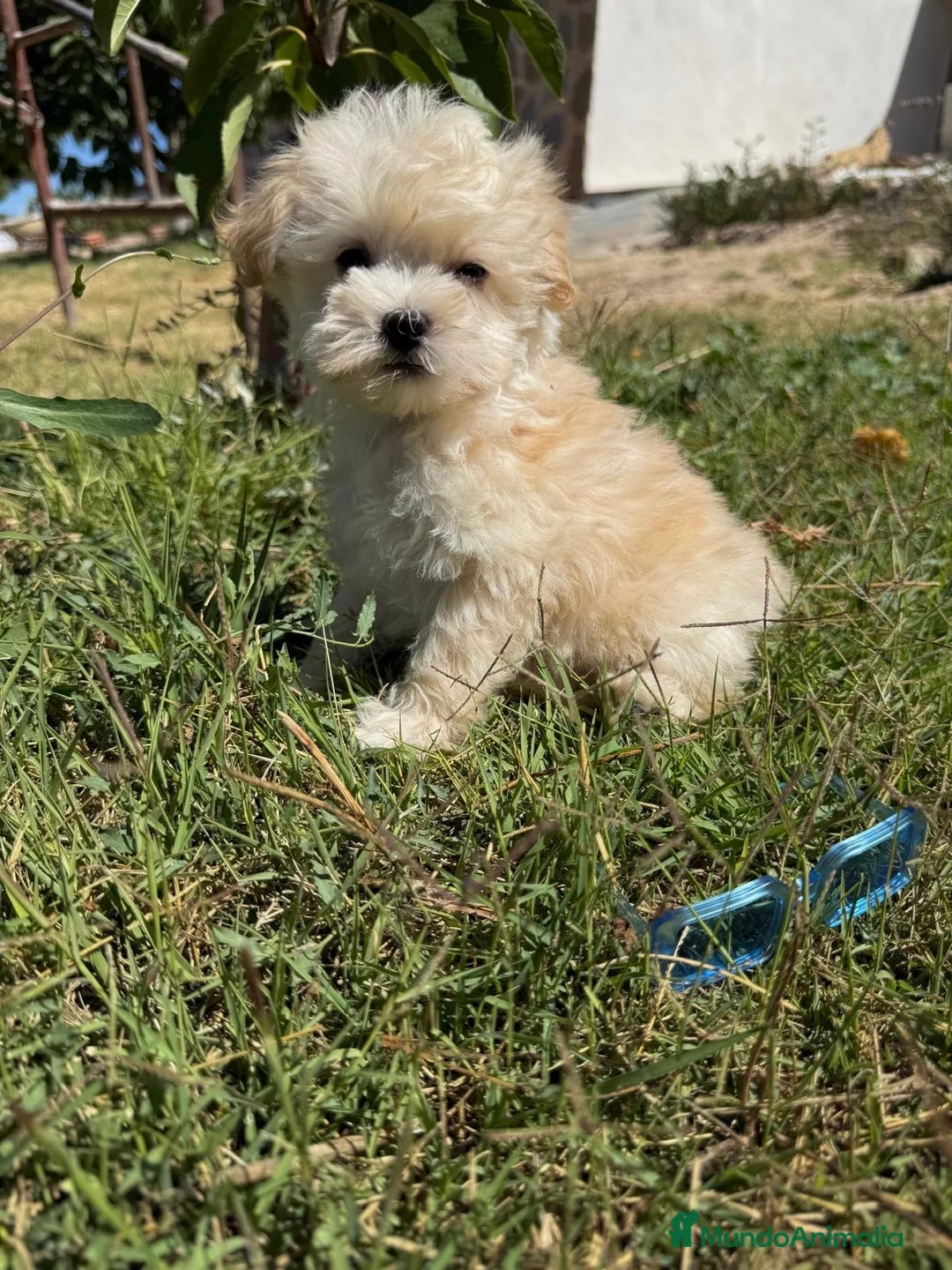 Maltipoo perros en venta: Maltipoo preciosos cachorros !!! - Anuncio 2