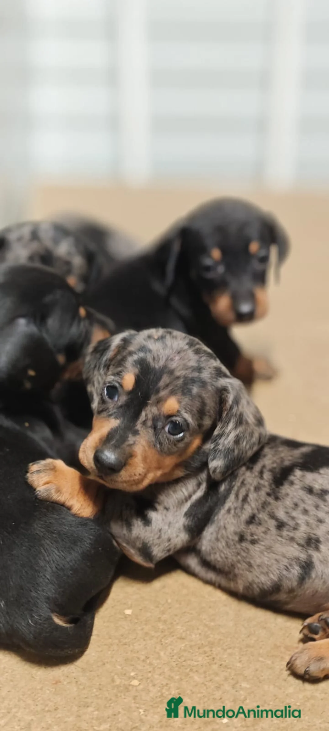 Teckel perros en venta: Tekel machos y hembras  - Anuncio 5