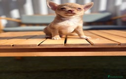 Chihuahua perros en venta: Chihuahua toy cabeza manzana 🍏 - Imagen 12