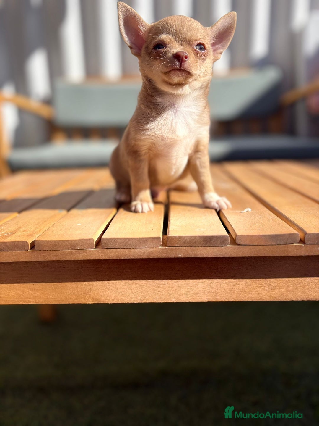 Chihuahua perros en venta: Chihuahua toy cabeza manzana 🍏 - Imagen 12