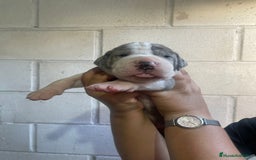Dogo Alemán perros en venta: HEMBRA GRAN DANES  - Imagen 1