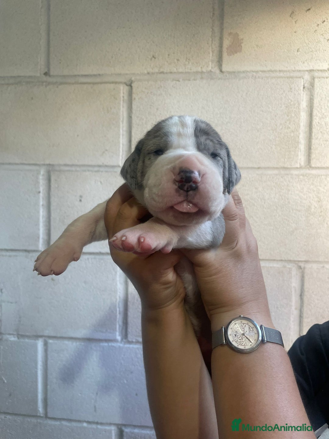 Dogo Alemán perros en venta: HEMBRA GRAN DANES  - Imagen 1