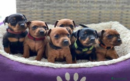 Pinscher Miniatura perros en venta: PINSCHER MADRID !!! - Imagen 1