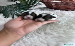 Yorkshire Terrier perros en venta: YORKSHIRE BIEWER - Anuncio 7