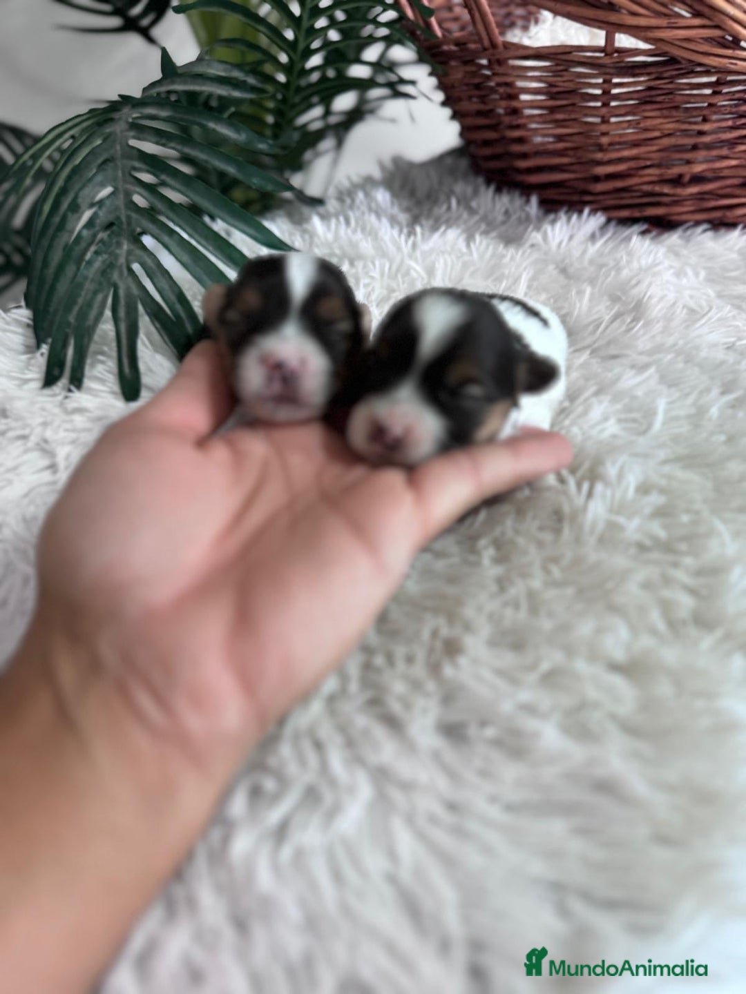 Yorkshire Terrier perros en venta: YORKSHIRE BIEWER - Anuncio 7