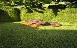 Teckel Miniatura perros en venta: camada teckel canichen muy pequeños  - Imagen 4