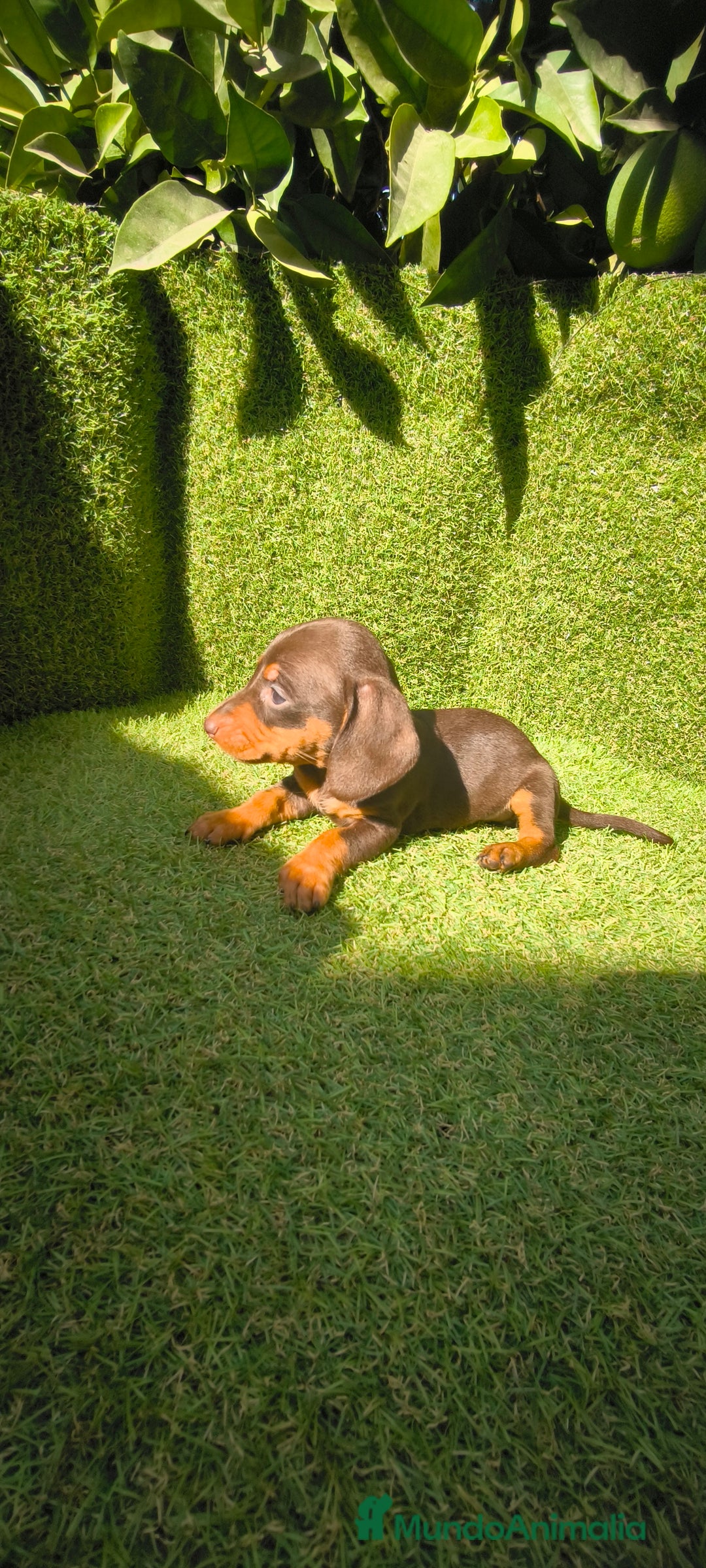 Teckel Miniatura perros en venta: camada teckel canichen muy pequeños  - Imagen 4