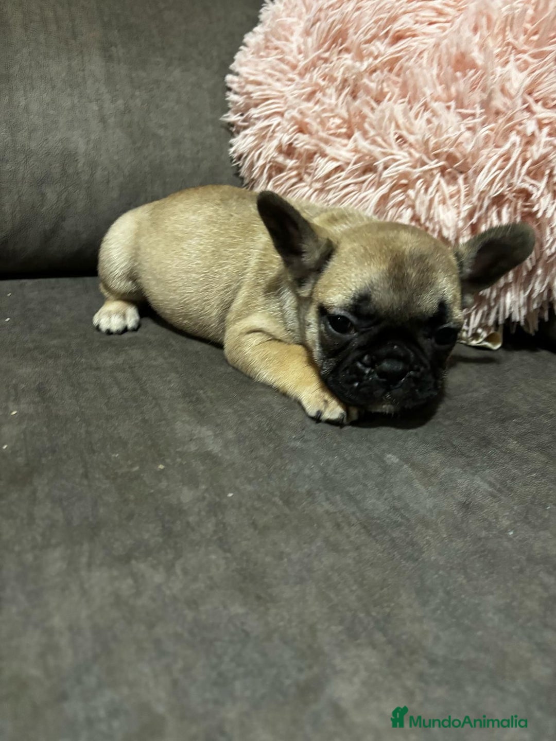 Bulldog Francés perros en venta: Bulldog Francés macho Fawn - Imagen 2