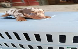 Teckel perros en venta: Teckel kaninchen macho  - Imagen 4