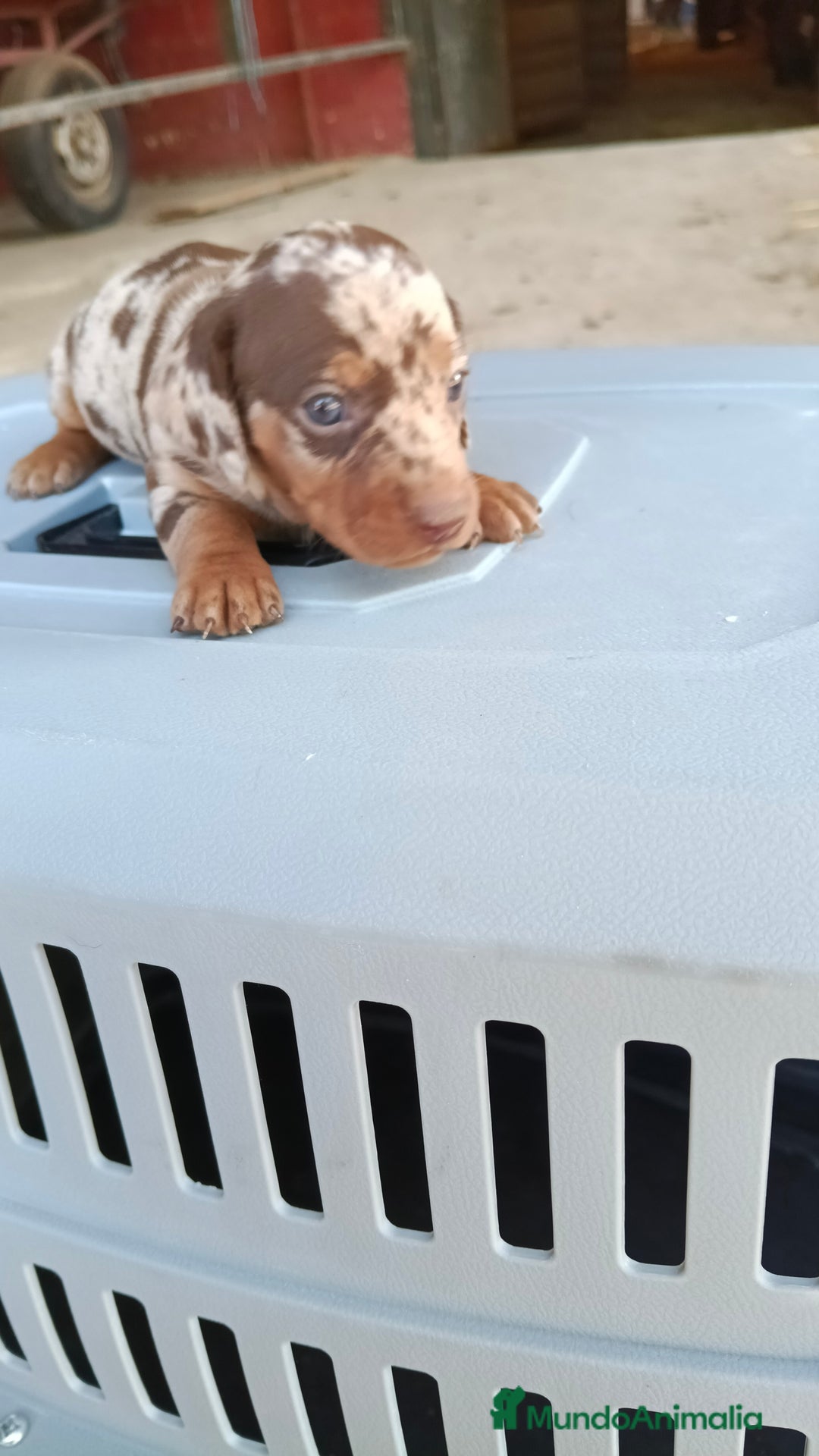 Teckel perros en venta: Teckel kaninchen macho  - Imagen 4