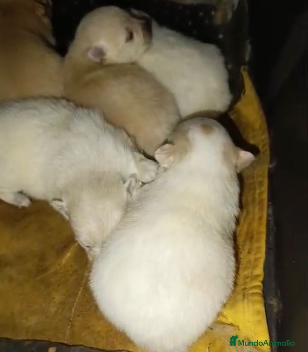 Pomerania perros en venta: Lulu pomerania toy  - Anuncio 4