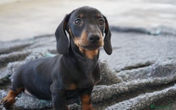 Teckel Miniatura perros en venta: 🐾 CONOCE A GINA UNA PEQUEÑA TECKEL MINIATURA 🖤 - Imagen 11