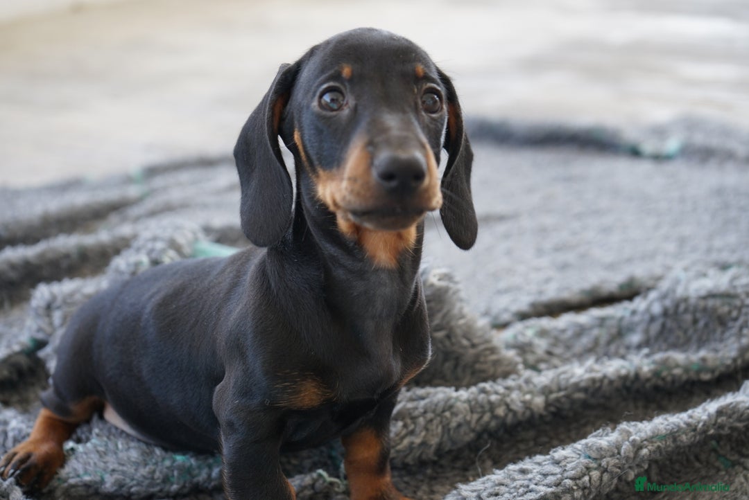 Teckel Miniatura perros en venta: 🐾 CONOCE A GINA UNA PEQUEÑA TECKEL MINIATURA 🖤 - Imagen 11