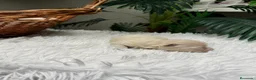 Maltipoo perros en venta: MALTIPOO HEMBRA - Anuncio 4