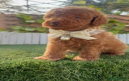 Caniche Toy perros en venta: CANICHE TOY EN SEVILLA, ENVIO A TODA ESPAÑA - Imagen 9
