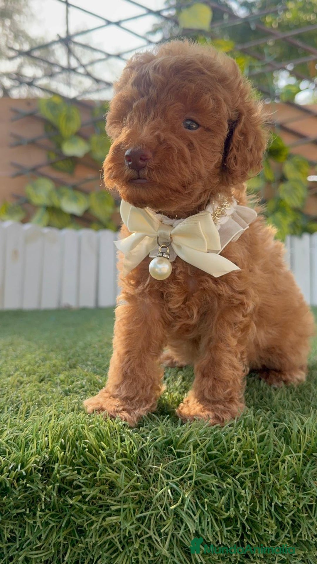 Caniche Toy perros en venta: CANICHE TOY EN SEVILLA, ENVIO A TODA ESPAÑA - Imagen 9