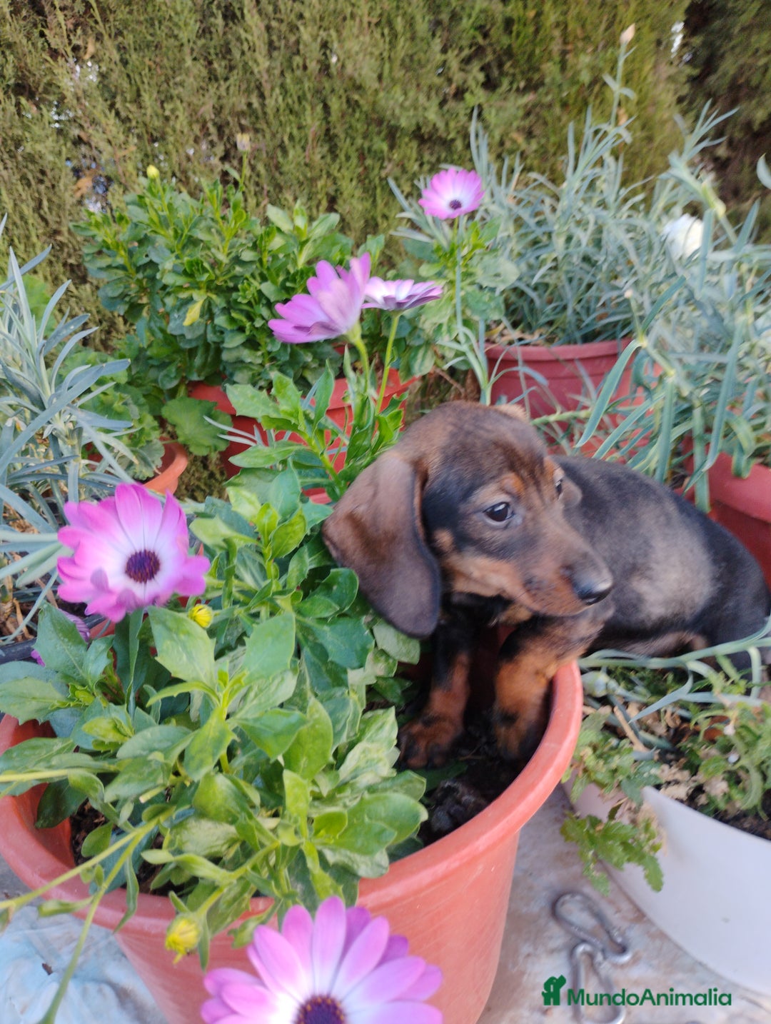 Teckel perros en venta: Cachorra teckel miniatura pelo corto  - Imagen 2