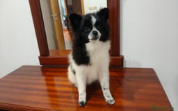 Pomerania perros en venta: Se venden dos femias Lulu de pomerania  - Imagen 10