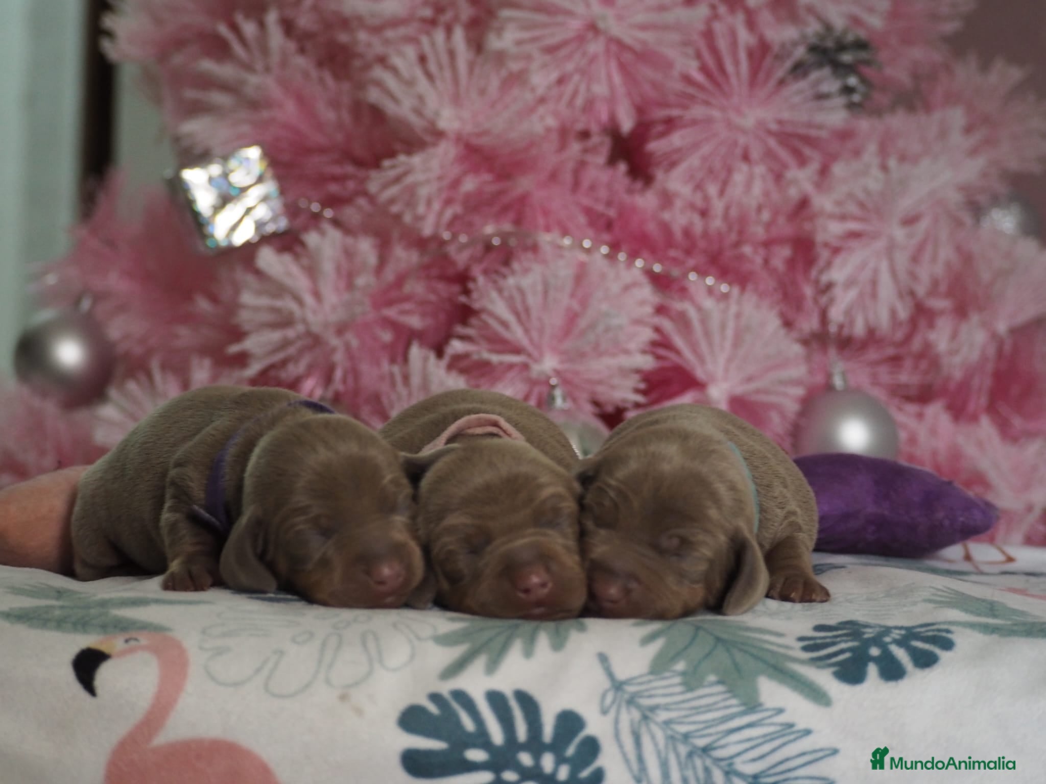 Teckel Miniatura perros Teckel mini - Anuncio 9