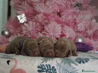 Teckel Miniatura perros Teckel mini - Anuncio 3