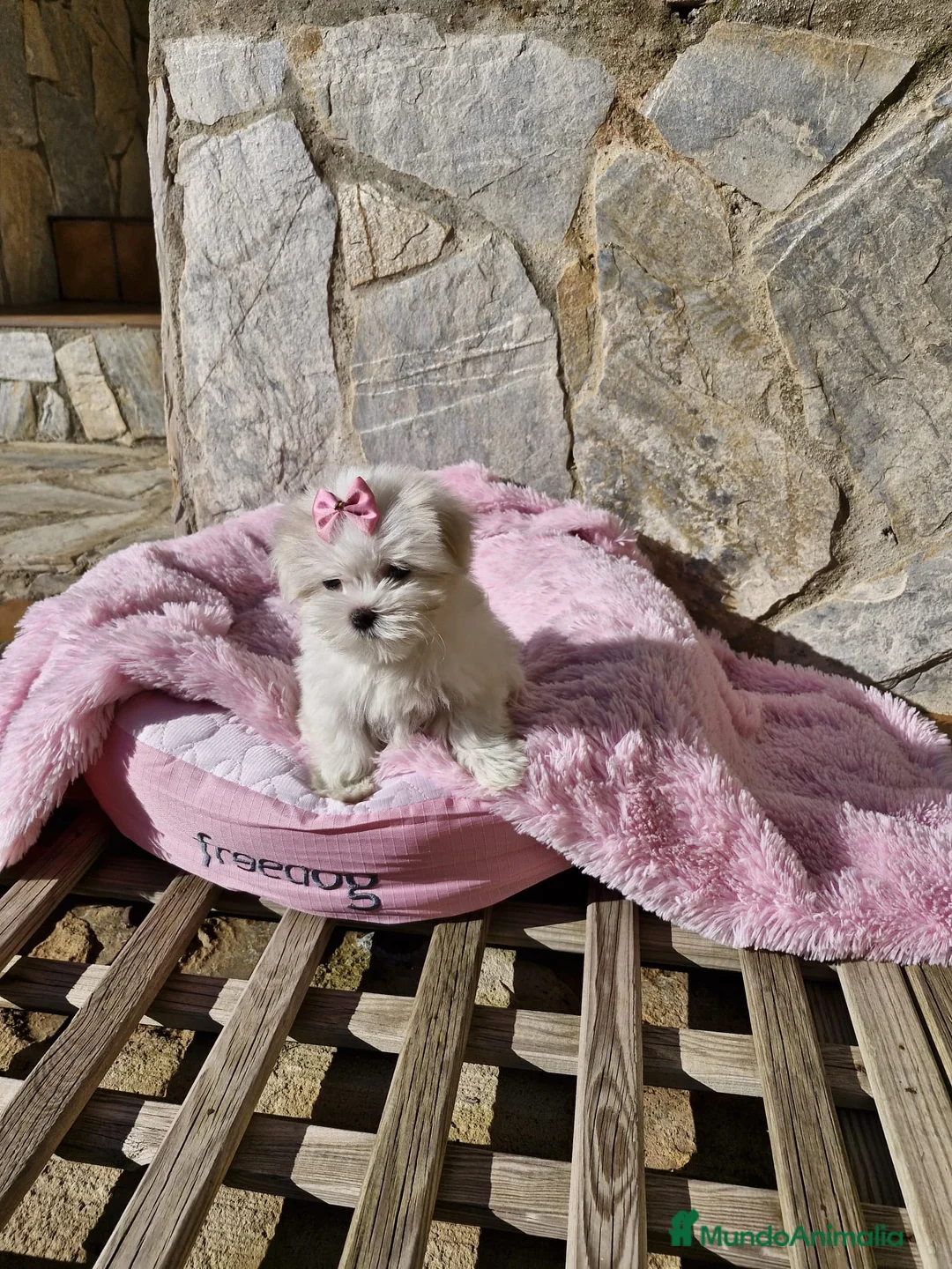 Bichón Maltés perros en venta: Bichón Maltés preciosos  en Barcelona - Anuncio 8