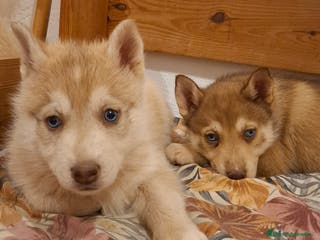 Husky Siberiano perros Husky siberiano - Anuncio 13