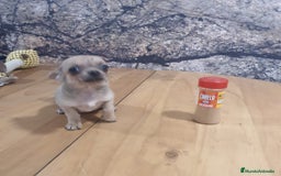 Chihuahua perros en venta: Chihuahua mini - Imagen 4