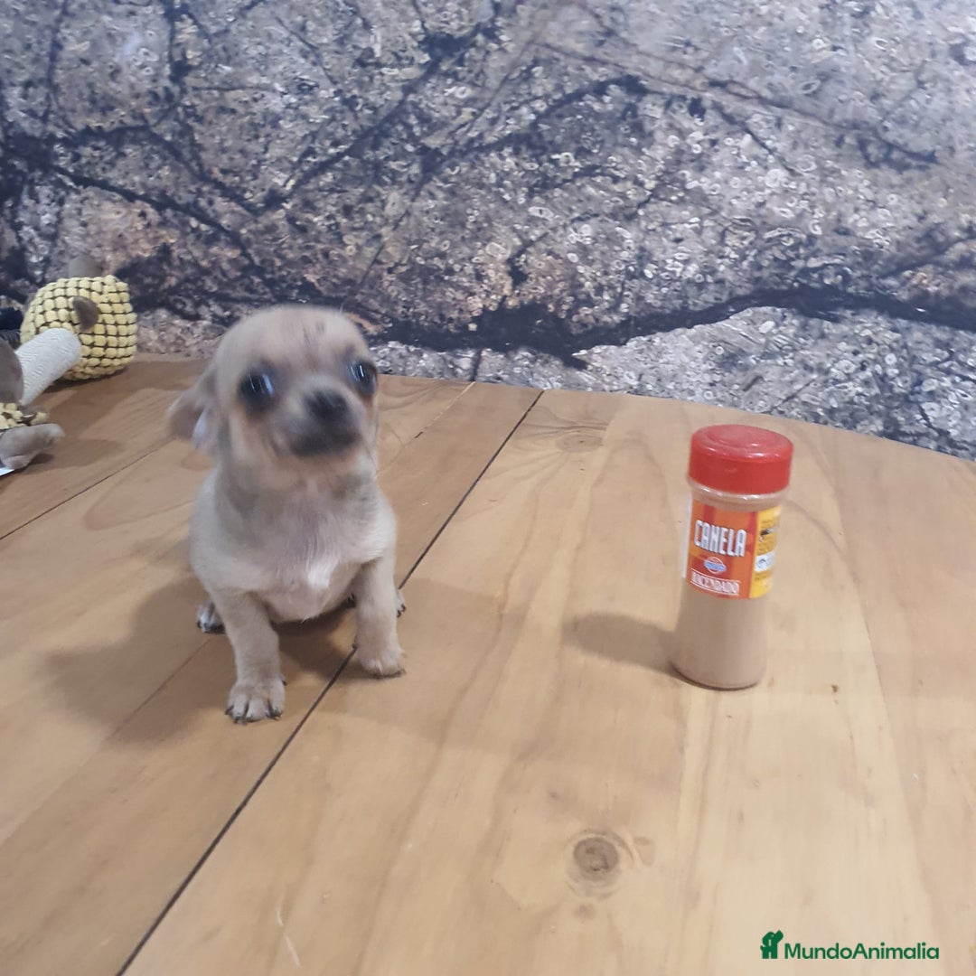 Chihuahua perros en venta: Chihuahua mini - Imagen 4