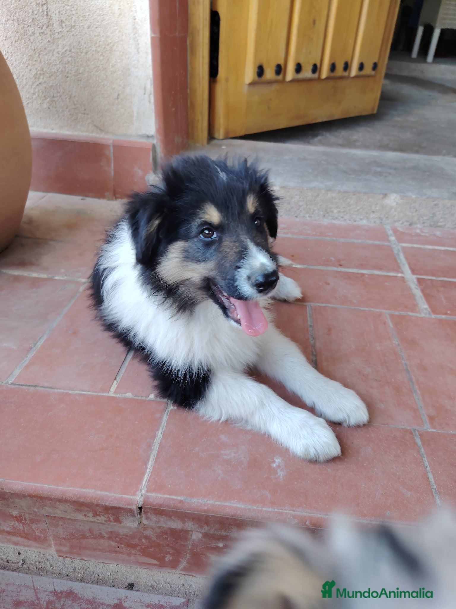 Collie de Pelo Largo perros Cachorros collie pelo largo/ rough collie - Anuncio 2