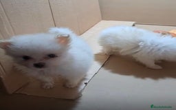 Pomerania perros en venta: Lulu pomerania mini toy  - Imagen 5