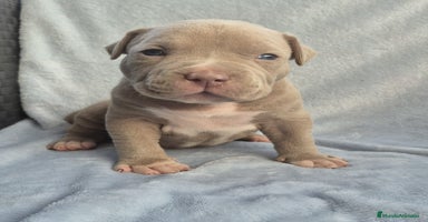 American Bully perros - Anuncio 5