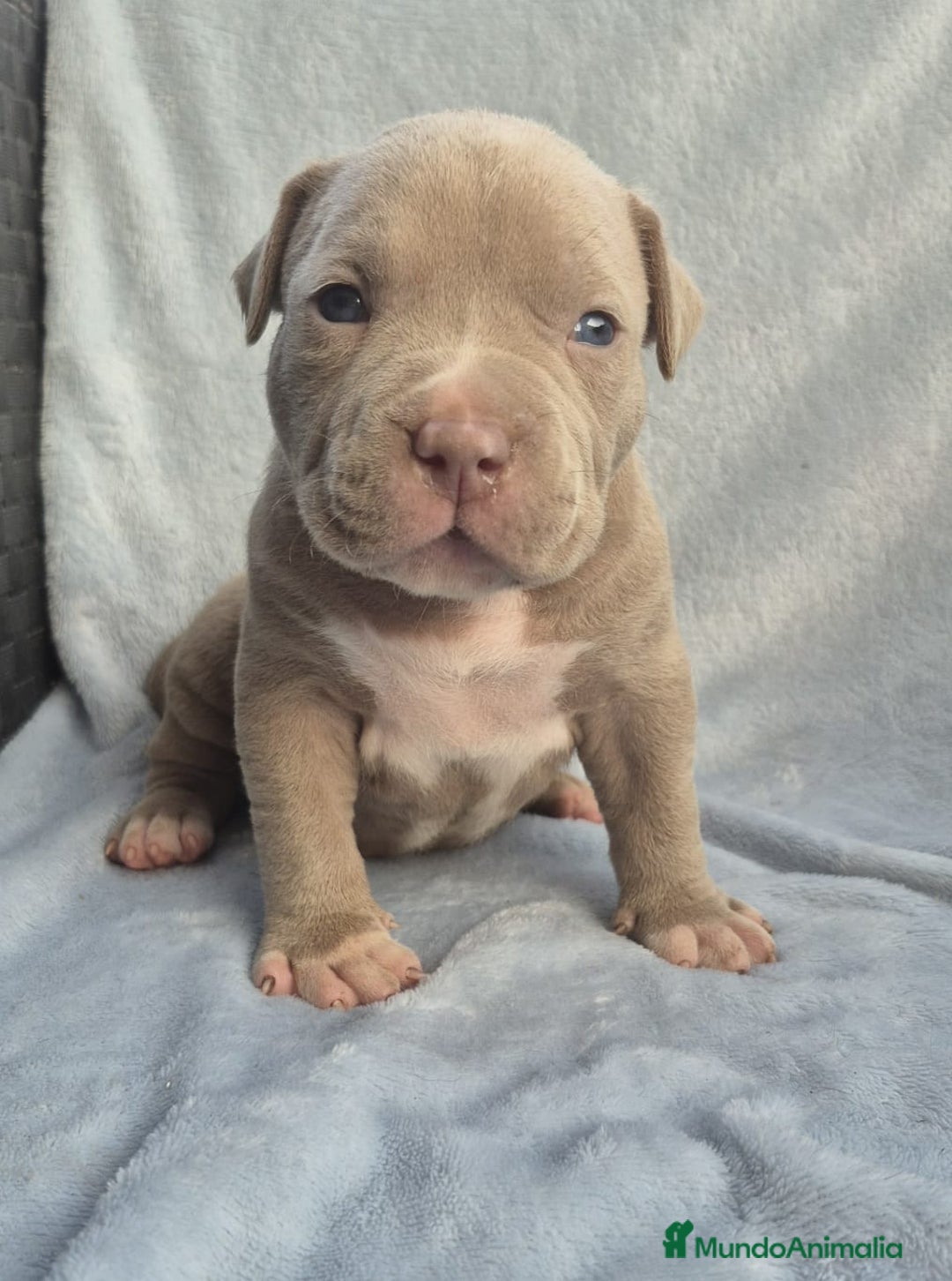 American Bully perros en venta: American bully pocket  - Imagen 3