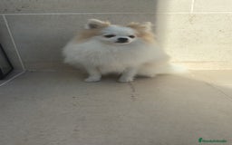 Pomerania perros en venta: Pomerania pedigree 7meses - Imagen 5