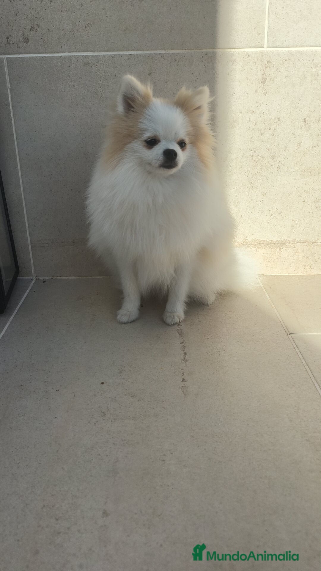 Pomerania perros en venta: Pomerania pedigree 7meses - Imagen 5