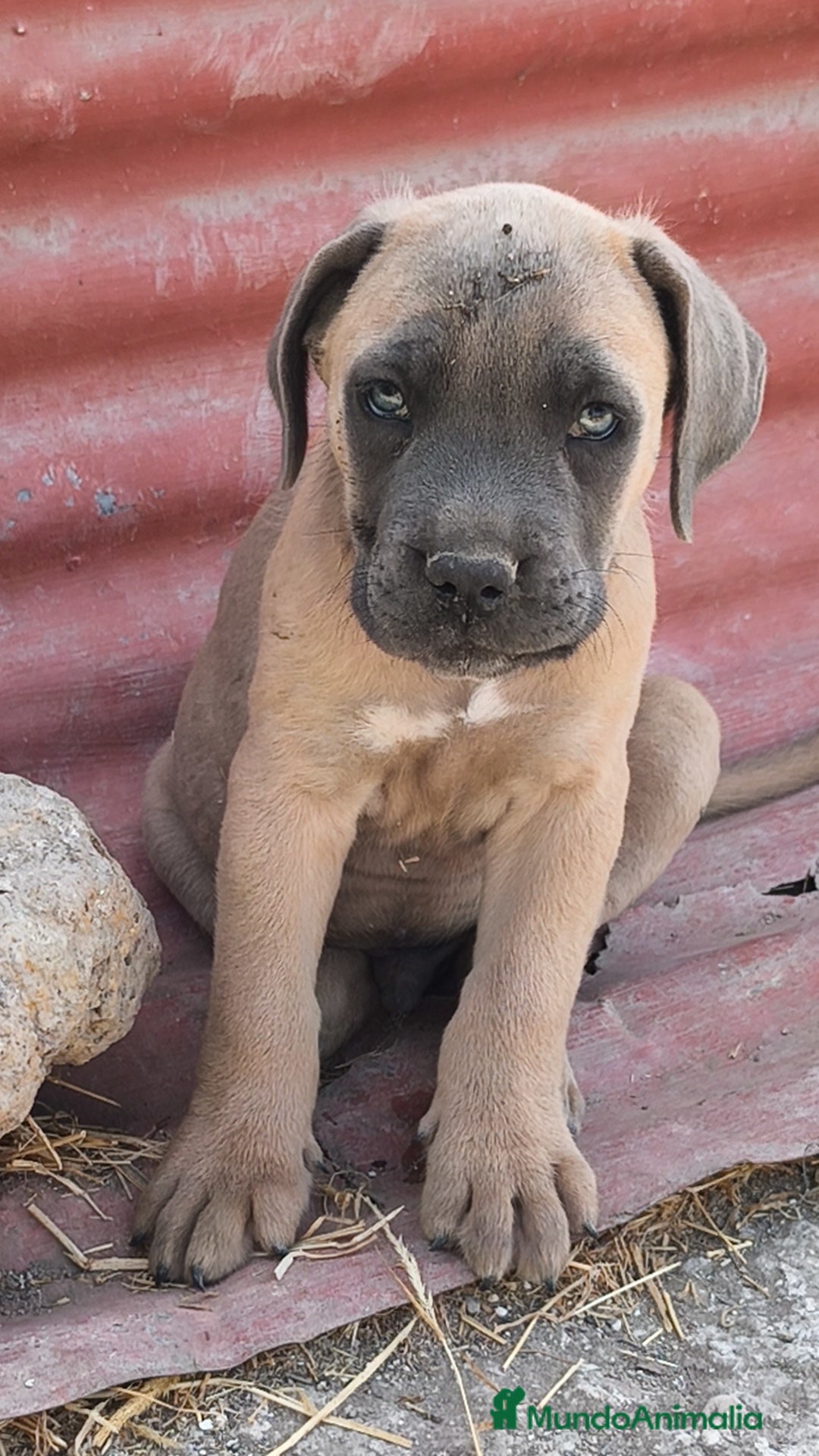 Cane Corso perros Cane Corso Formentino  - Anuncio 5