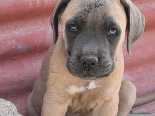 Cane Corso perros Cane Corso Formentino - Anuncio 2