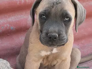 Cane Corso perros Cane Corso Formentino - Anuncio 6