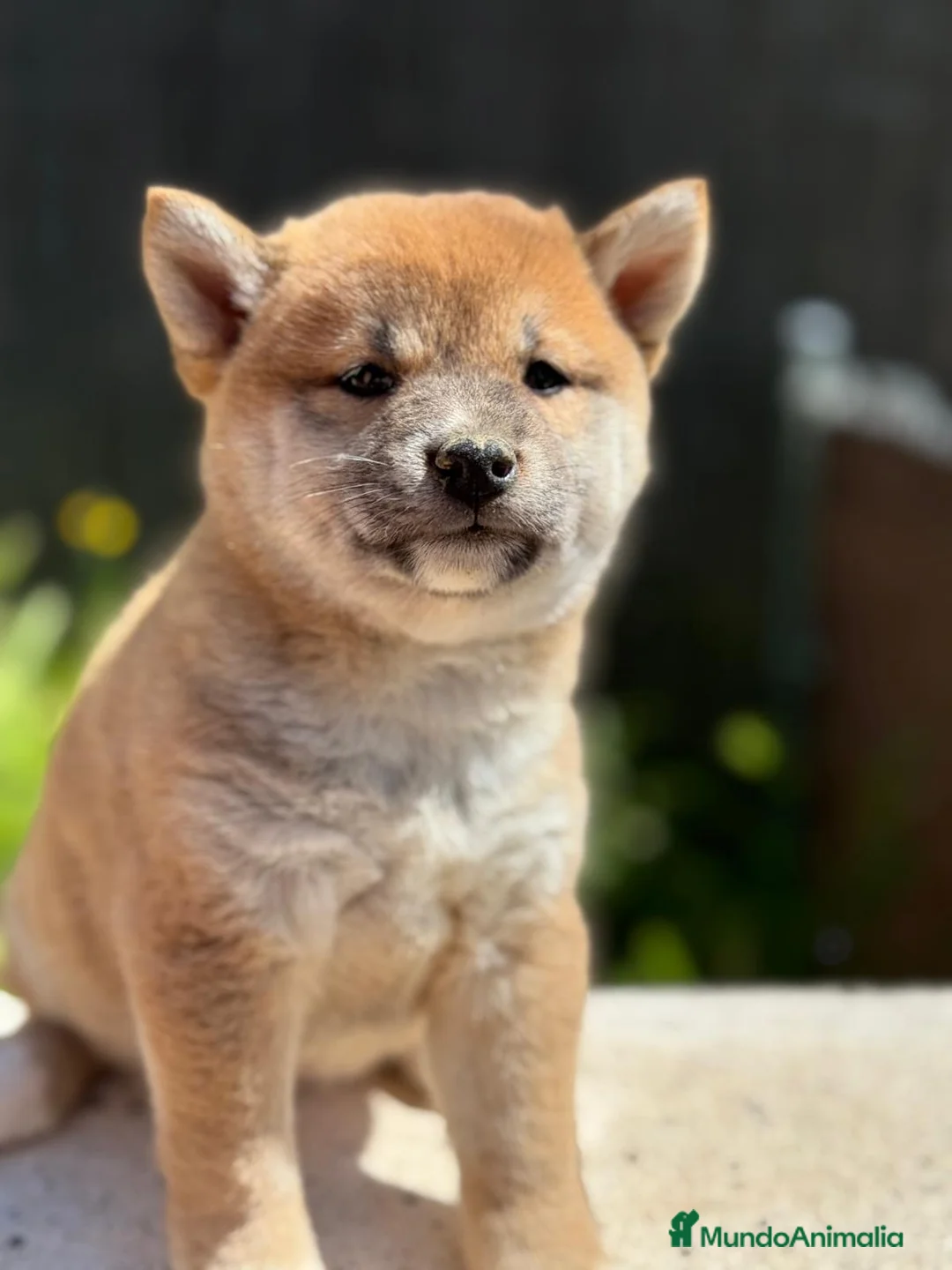 Shiba Inu perros en venta: SHIBA INU DISPONIBLES ROJOS - Anuncio 4