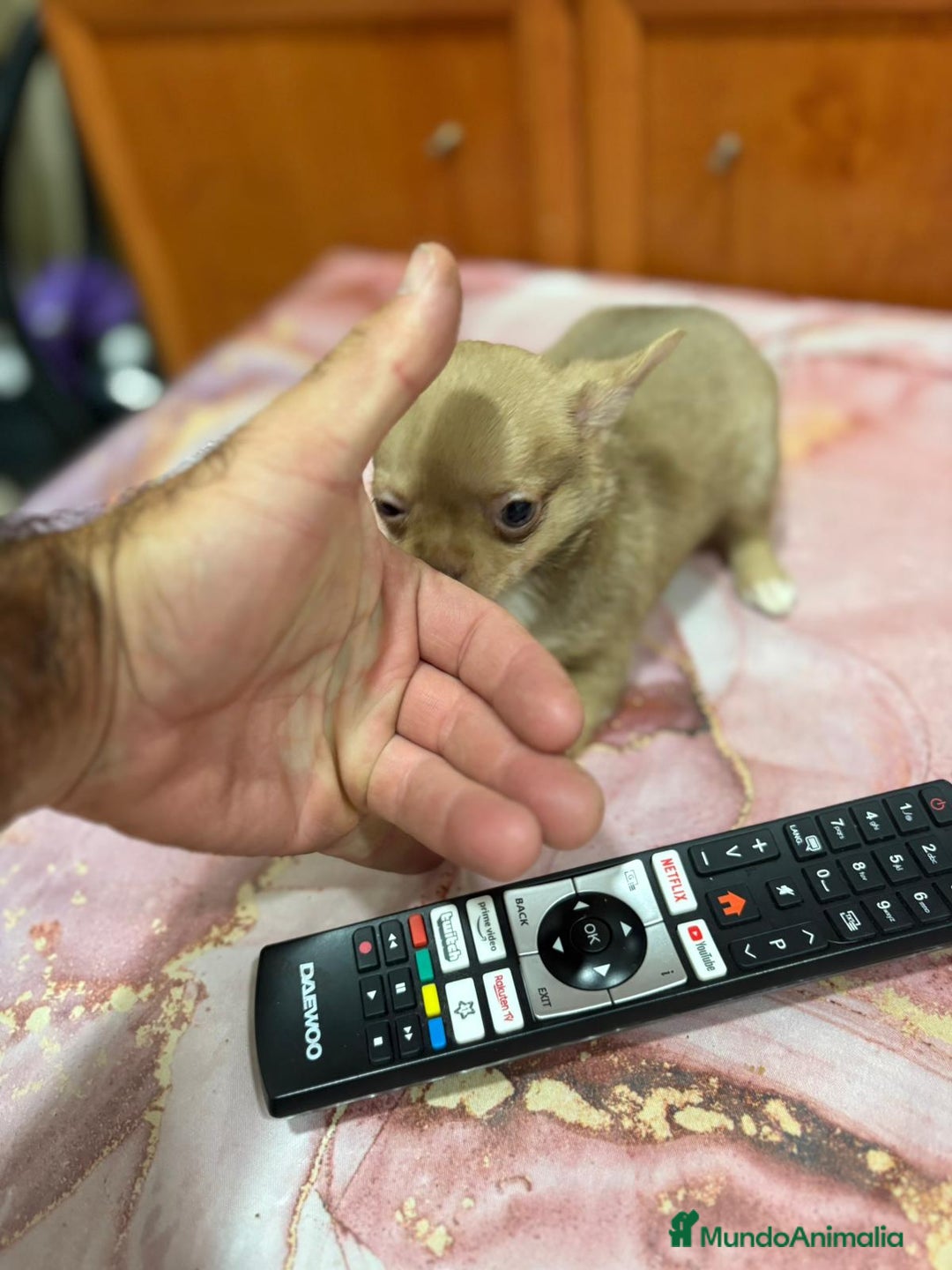 Chihuahua perros en venta: Chihuahua toy ruso macho - Imagen 4