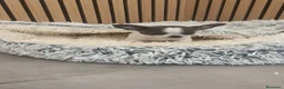 Chihuahua perros en venta: Chihuahua Toy Machitos  - Anuncio 19
