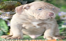 American Bully perros en venta: AMERICAN BULLY XL / AMERICAN BULLY XXL  - Imagen 4
