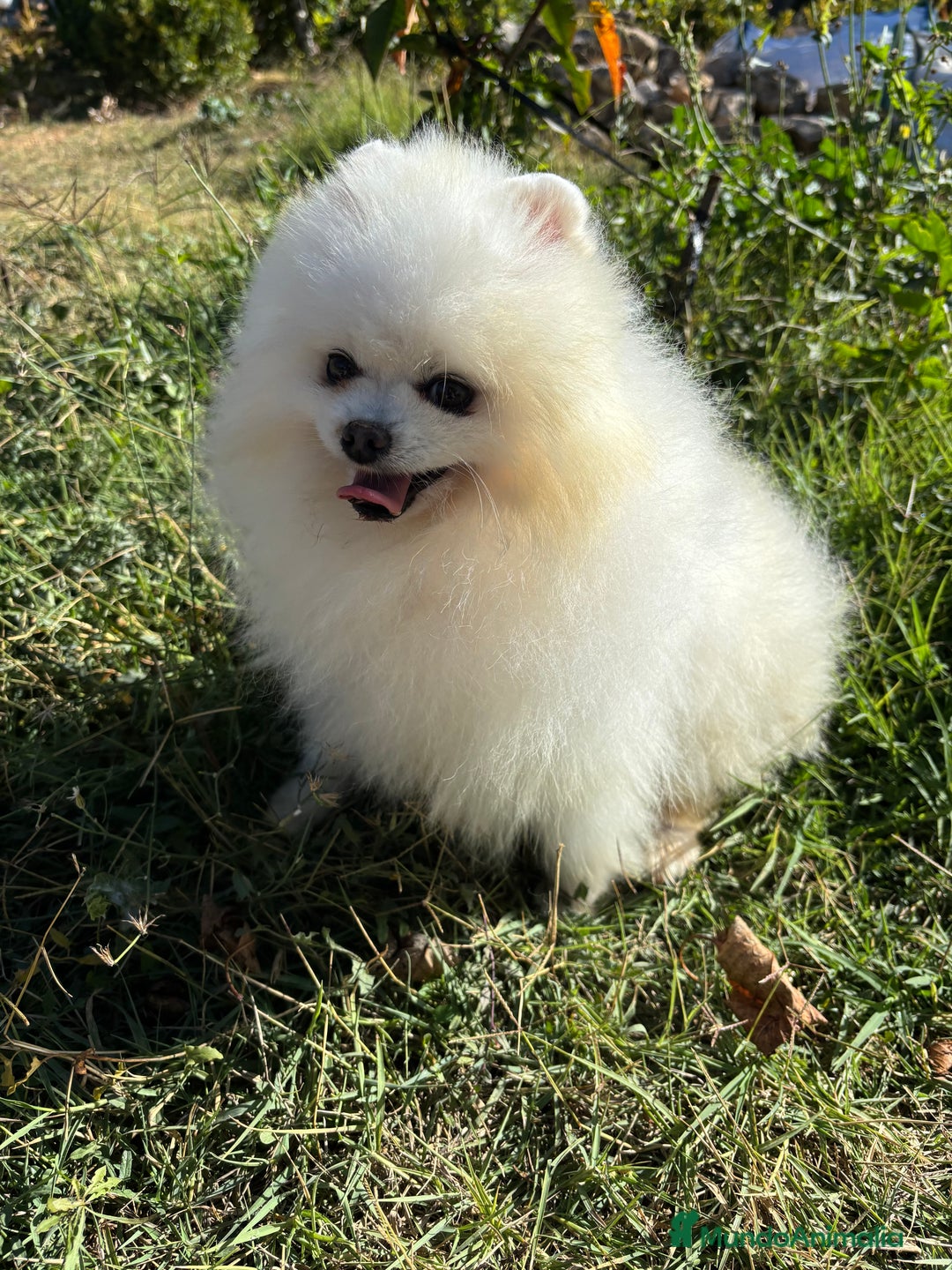 Pomerania perros en venta: Pomeranias macho y hembra disponible  - Anuncio 4