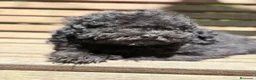 Caniche Toy perros en venta: CANICHE TOY NEGRO - Anuncio 2