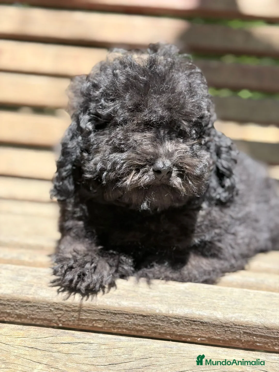 Caniche Toy perros en venta: CANICHE TOY NEGRO - Anuncio 2