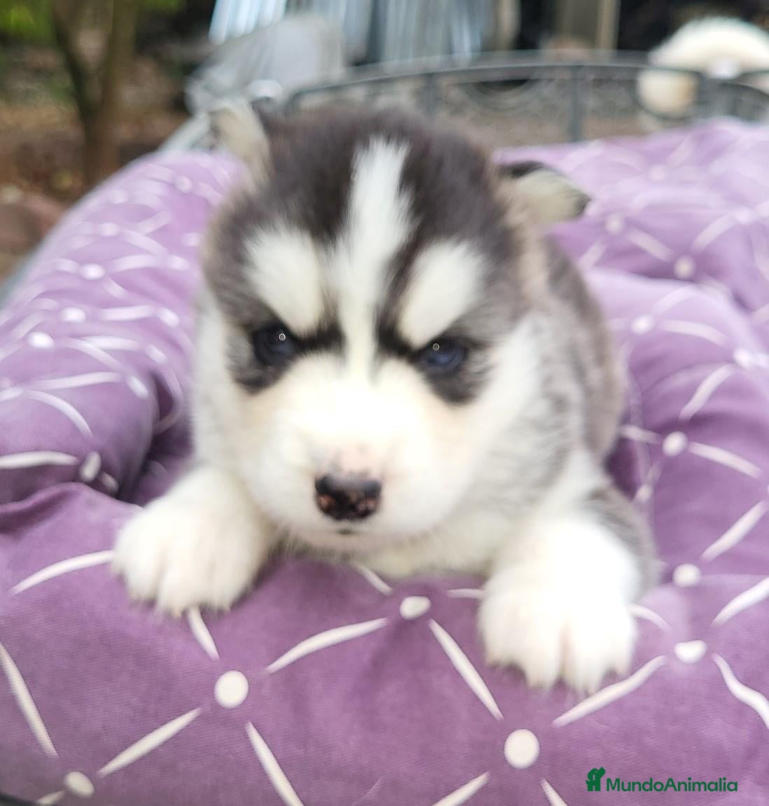 Husky Siberiano perros en venta: ‼️‼️husky siberianos padres importados de rusia  - Anuncio 28