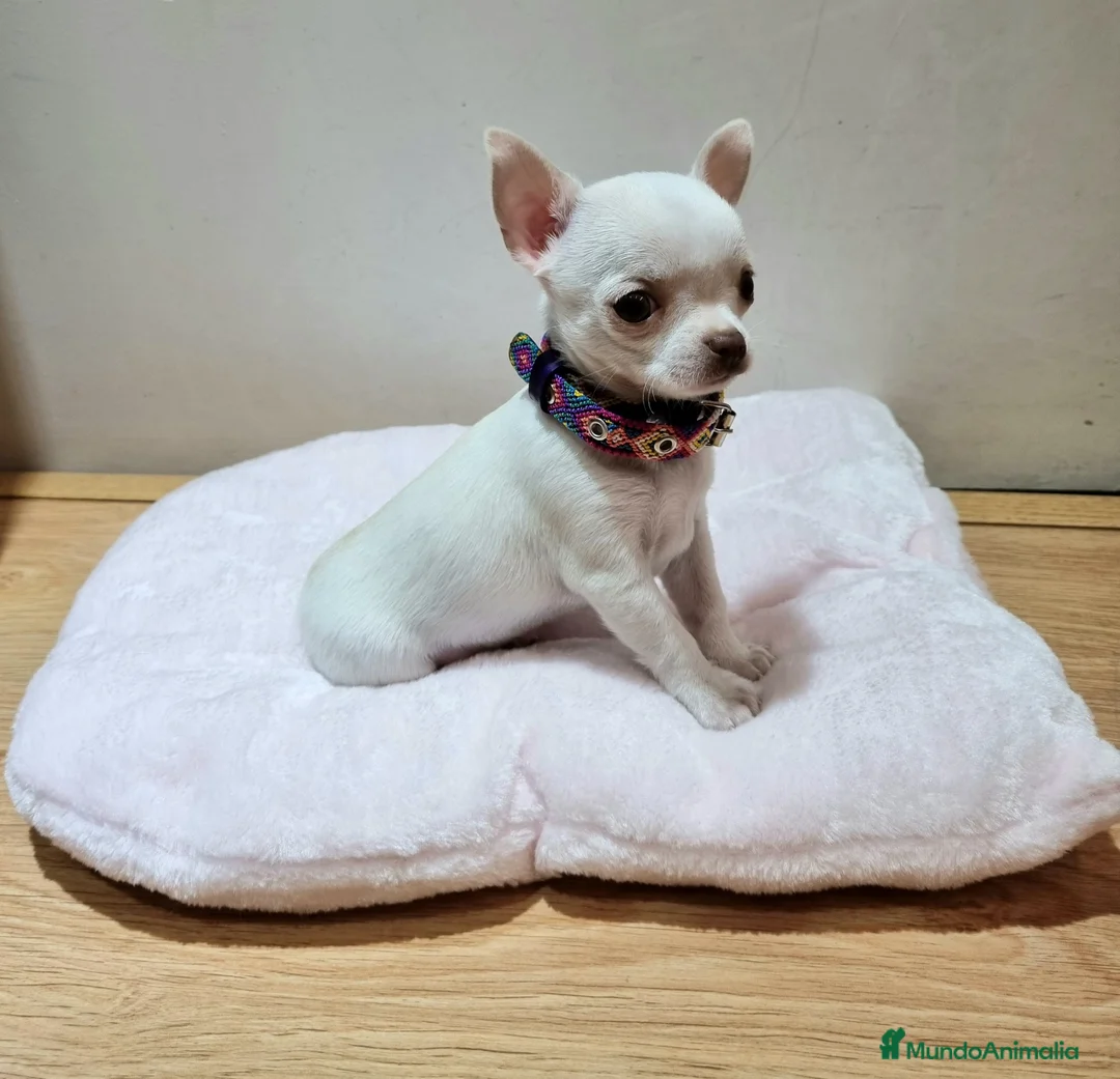 Chihuahua perros en venta: Chihuahuas  en Barcelona - Anuncio 7